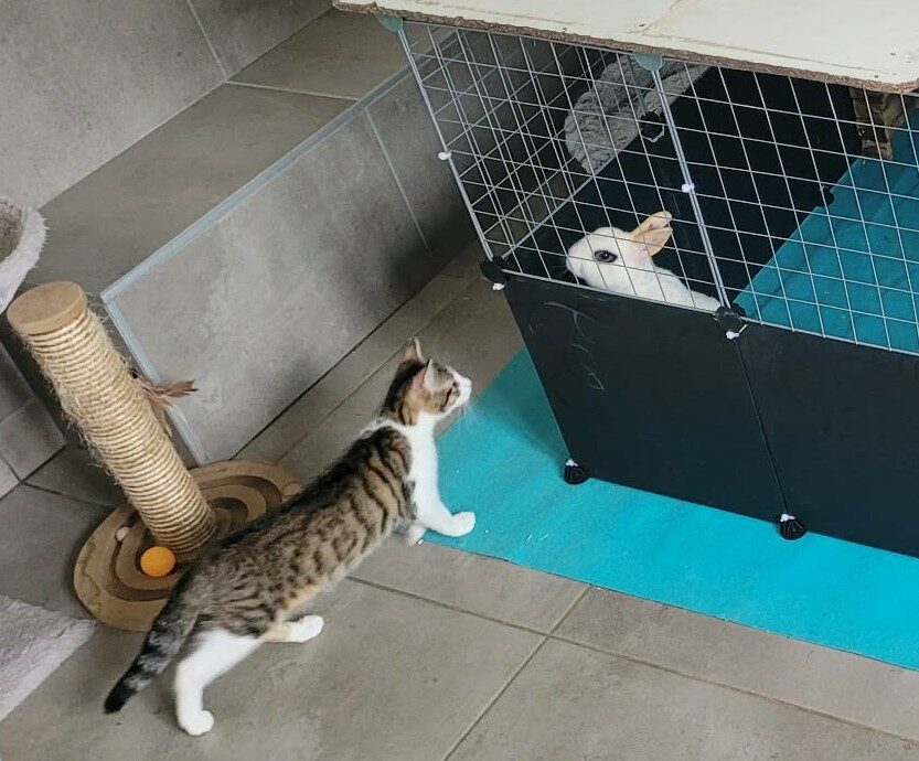 Archi