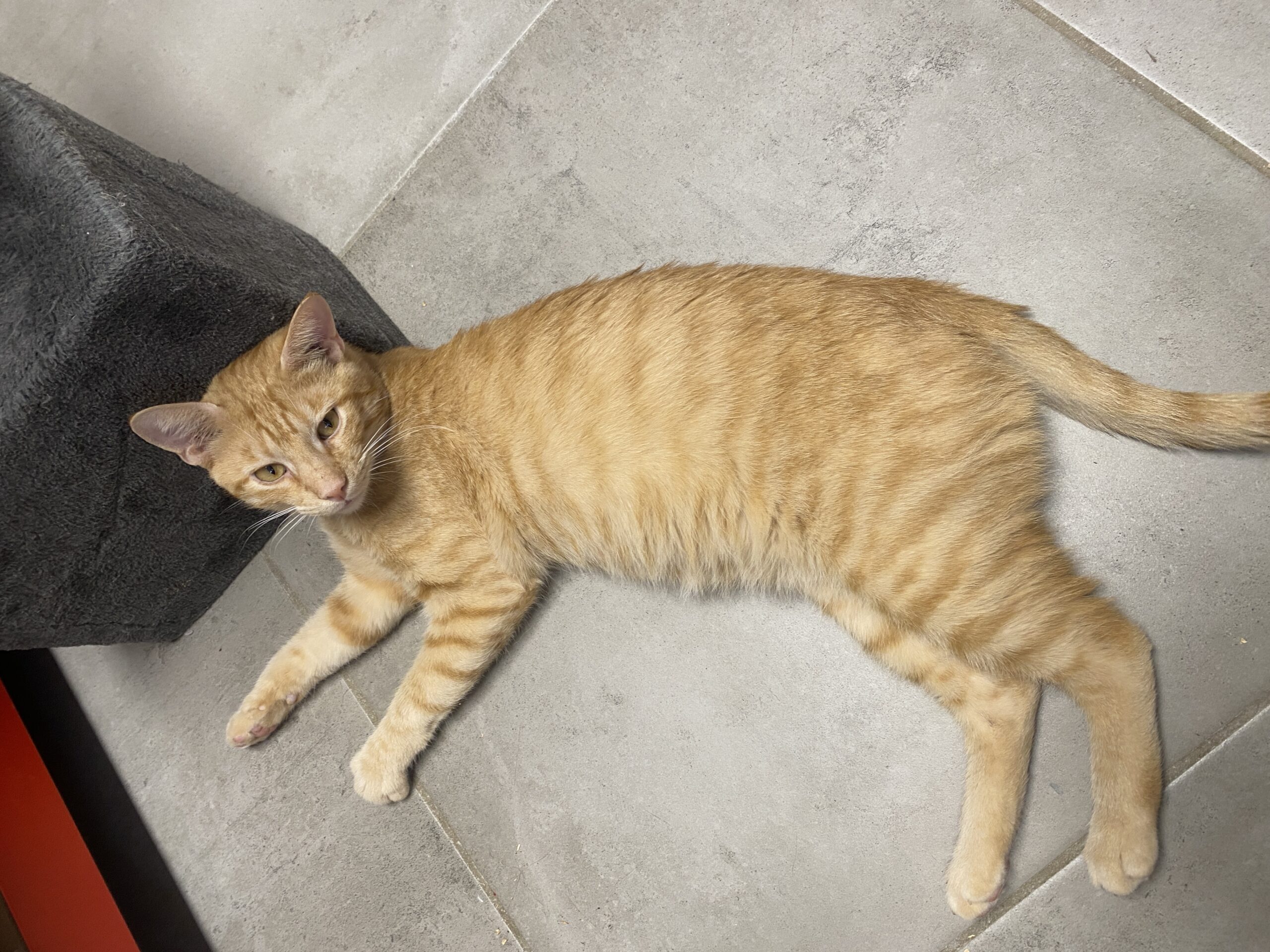 Biscuit